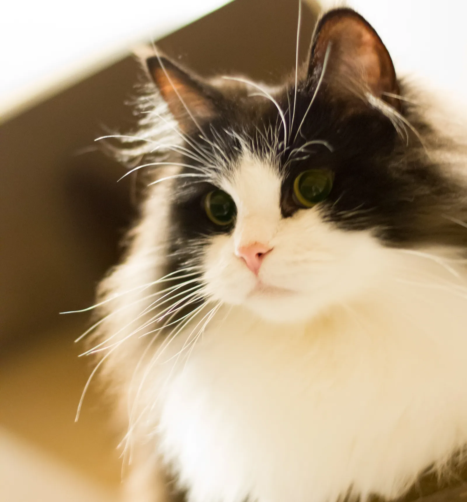 #6 - Ragamuffin (Image Credits: Wikimedia)