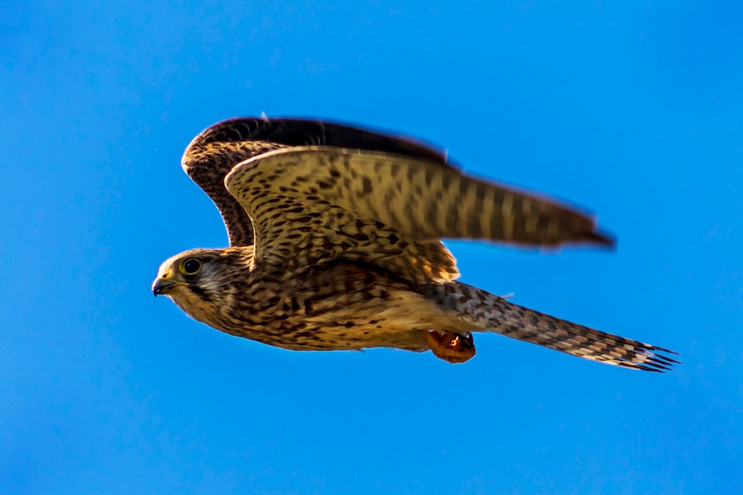 Peregrine Falcon: Speed Demons of the Sky (Image Credits: Unsplash)