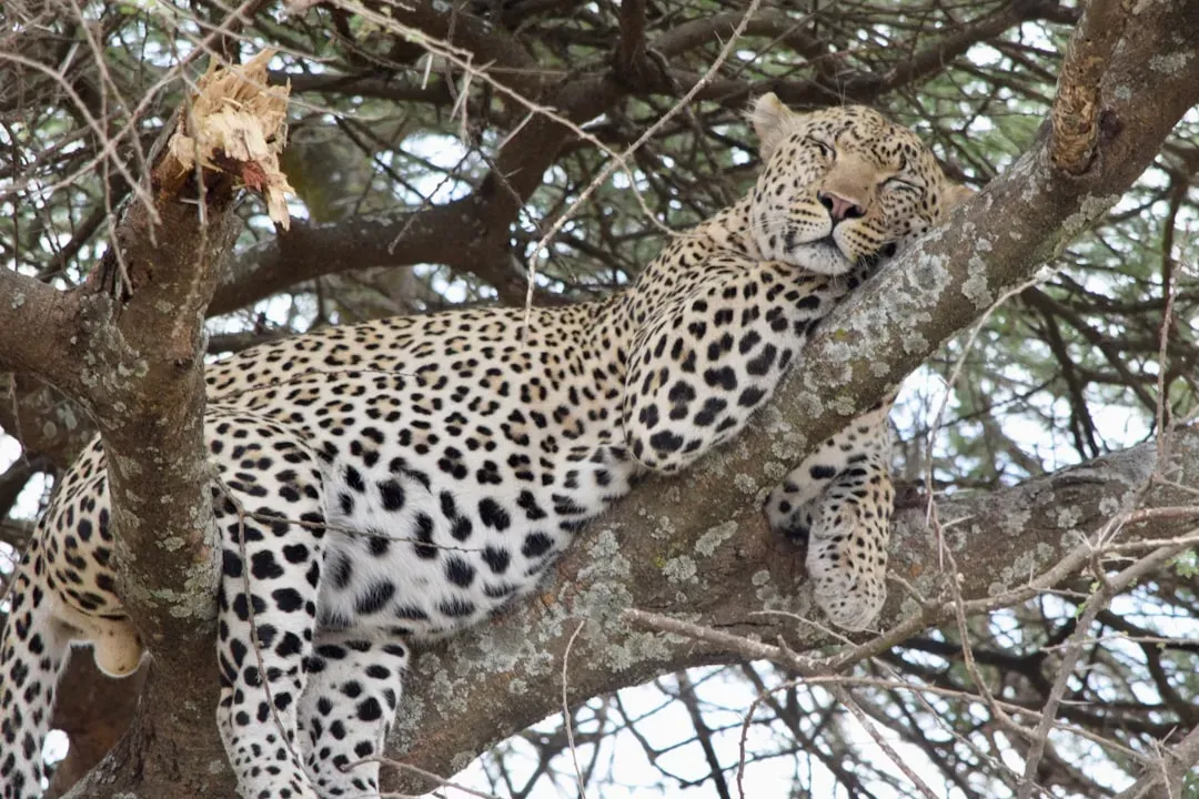 Sagittarius (November 22 – December 21): The Leopard (Image Credits: Unsplash)