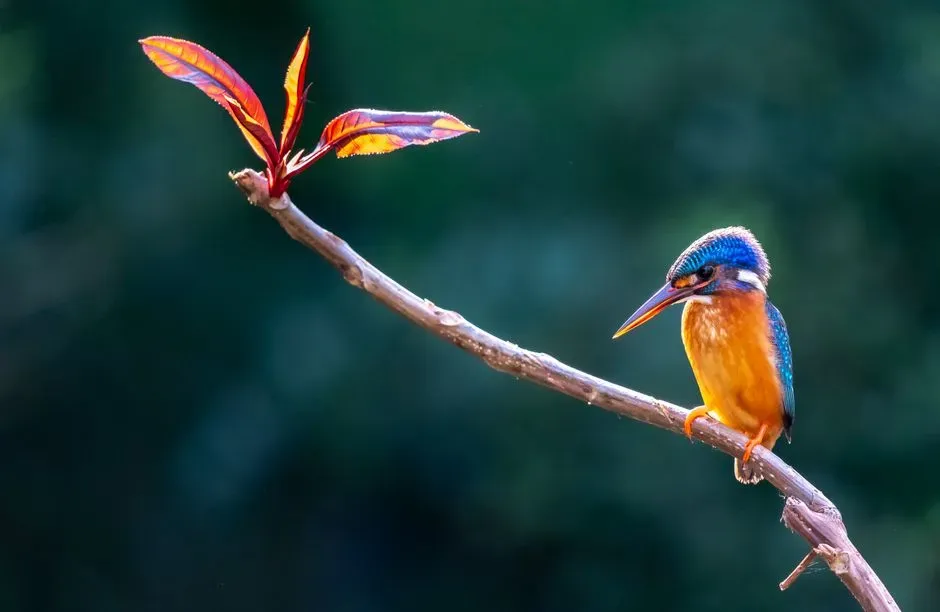 Nearby Perching Spots (Image Credits: Pexels)