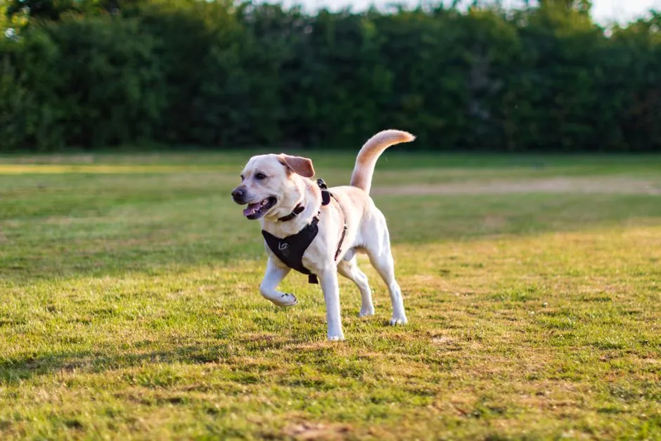 Sagittarius &ndash; The Labrador Retriever (Image Credits: Pexels)
