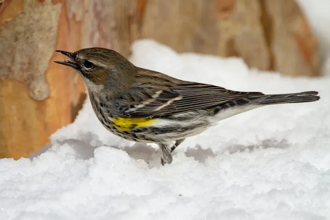 8. Yellow-Rumped Warbler (Image Credits: Unsplash)