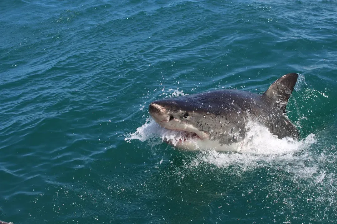 Read the Shark's Body Language First (Image Credits: Unsplash)