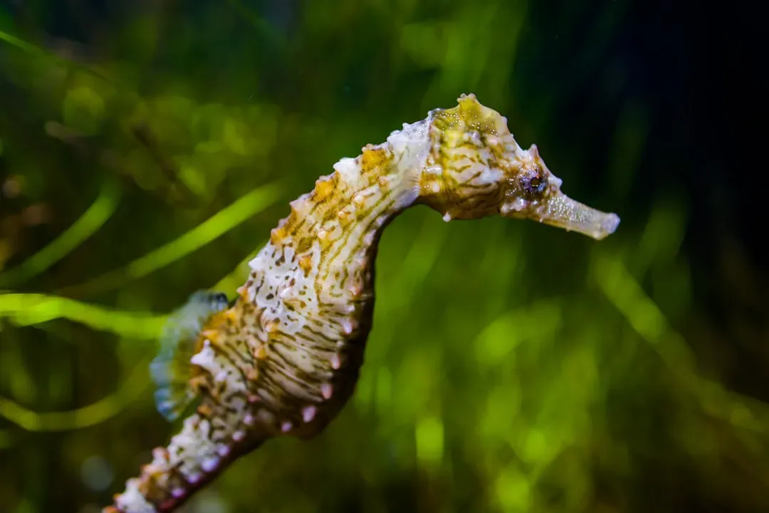 5. The Seahorse: The Ocean's Quiet Transformer (Image Credits: Unsplash)