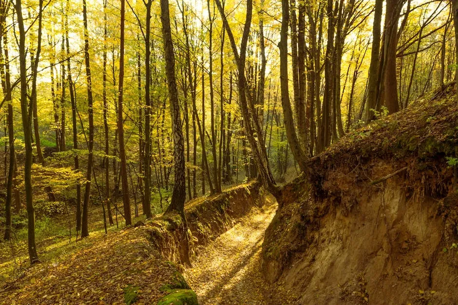 10. The Appalachian Temperate Deciduous Forest: Ancient, Overlooked, and Irreplaceable (Image Credits: Pexels)