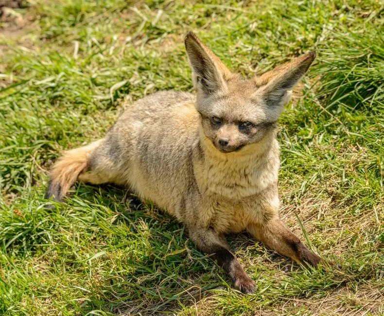 Bat-Eared Fox: Insect-Eater With a Tiny Water Footprint (Image Credits: Pexels)