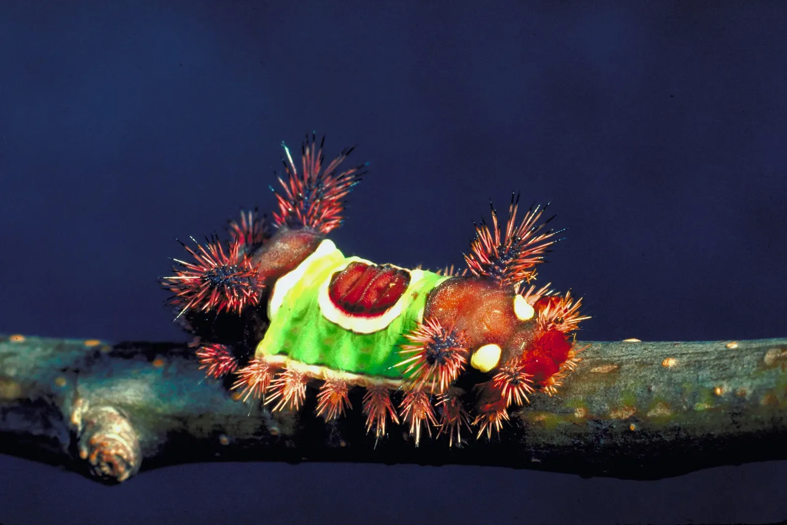 Saddleback Caterpillar (Image Credits: Wikimedia)