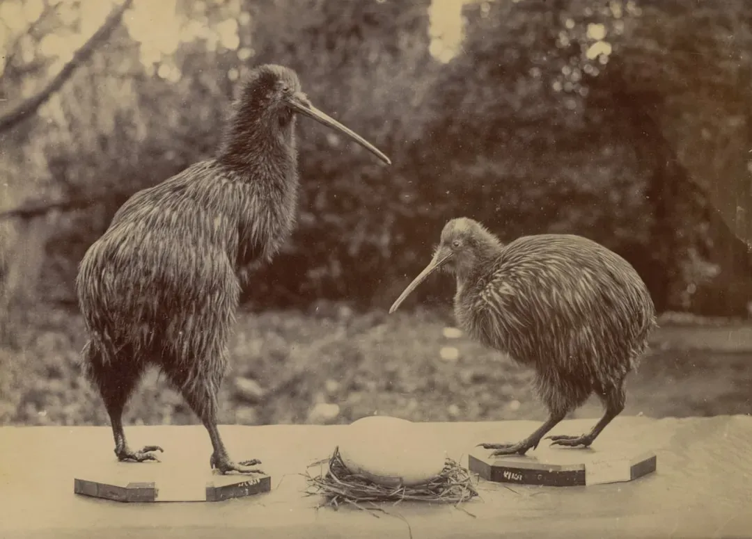9. Kiwi: The Sniffer Bird of New Zealand (Image Credits: Unsplash)
