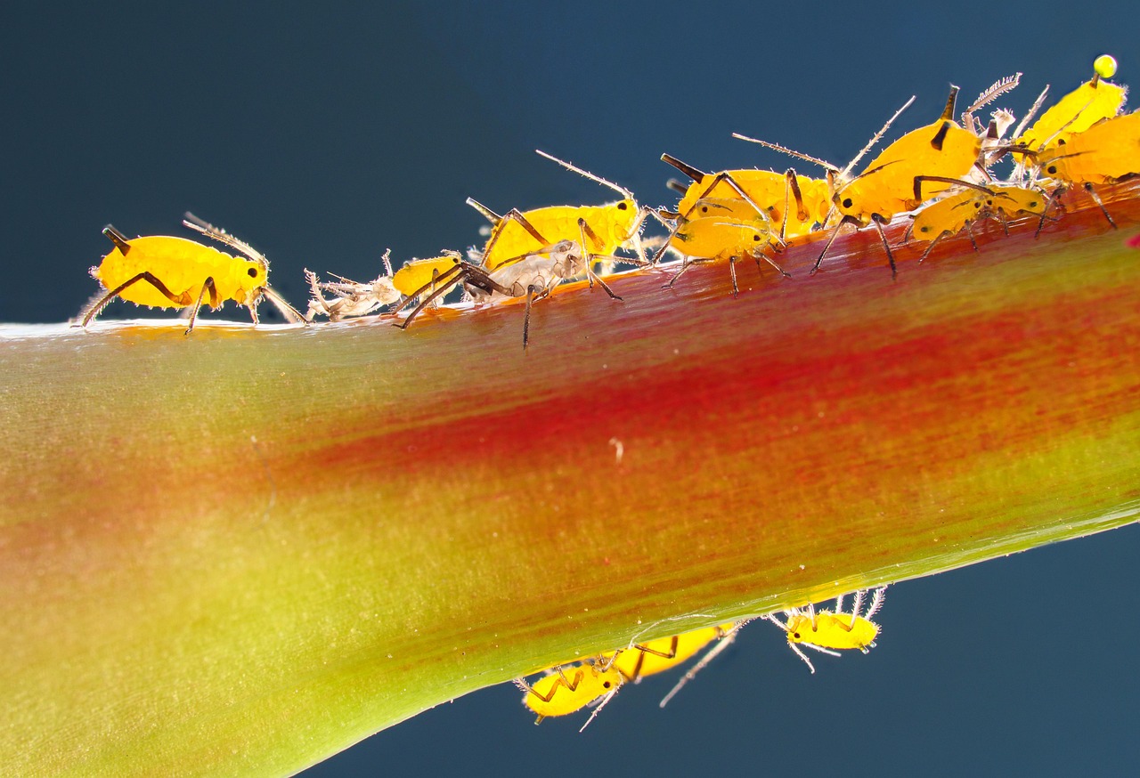 #1. Aphids - The Silent Sap Suckers (Image Credits: Pixabay)