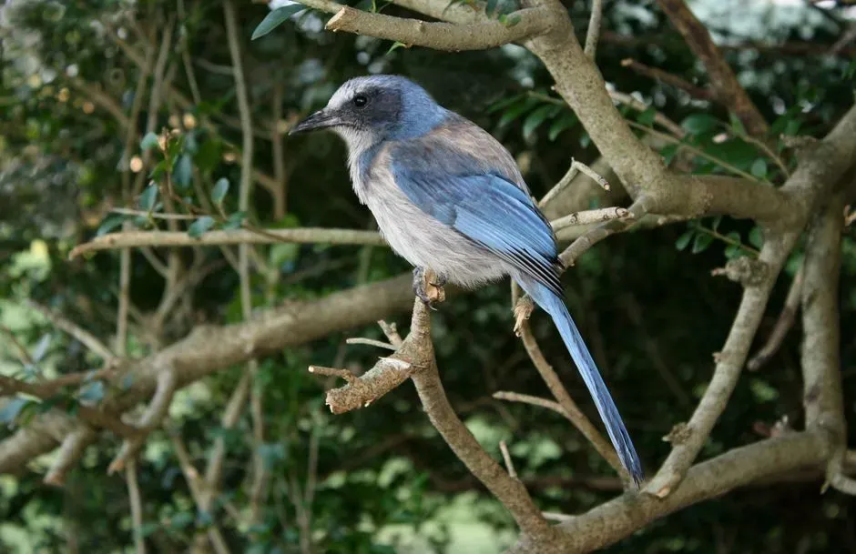 #11 Aquarius (January 20 – February 18): The Florida Scrub-Jay (Image Credits: Pexels)