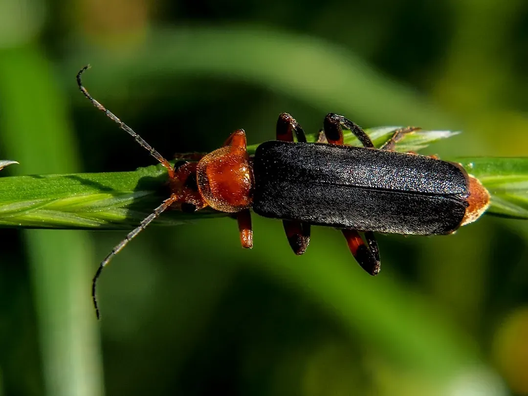 Bombardier Beetle: The Chemical Warfare Expert (Image Credits: Unsplash)