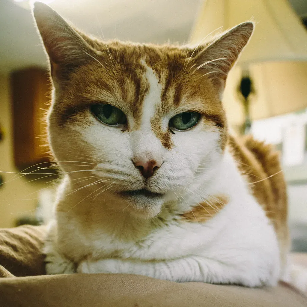 Recognizing When Your Kitten Needs Veterinary Care (Image Credits: Flickr)