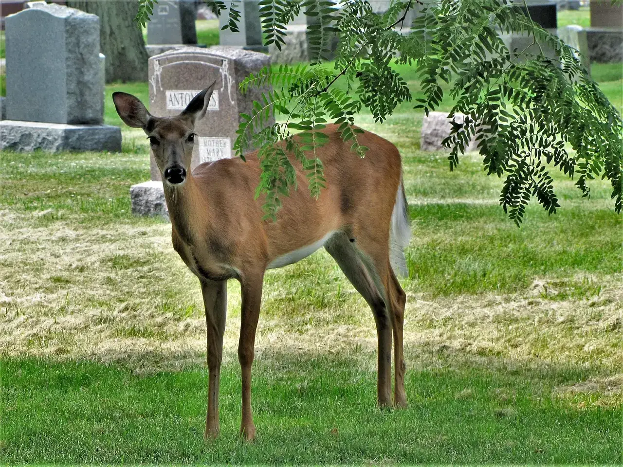 Conclusion: What That Still, Staring Deer Is Really Telling You (Image Credits: Pixabay)