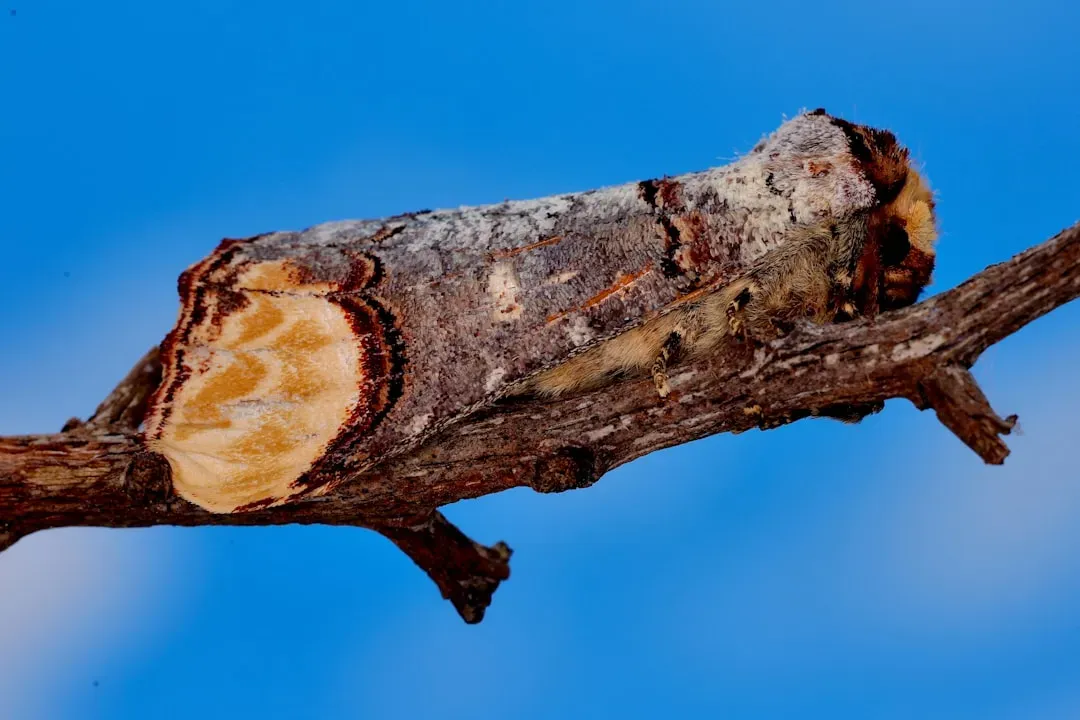Cedarwood Creates a Natural Insecticide (Image Credits: Unsplash)