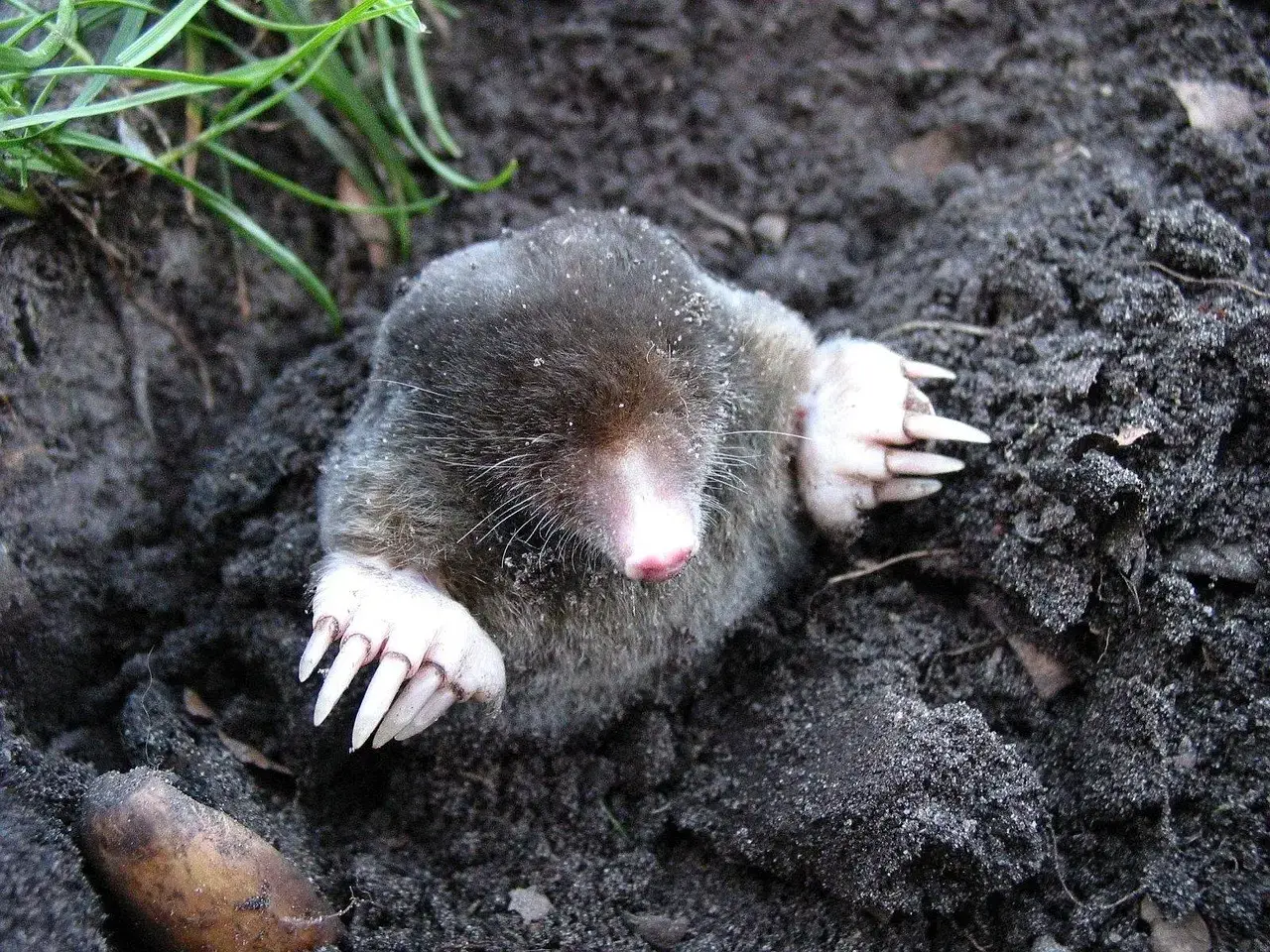 The Star-Nosed Mole: A Superpower Nobody Understands (Image Credits: Pixabay)