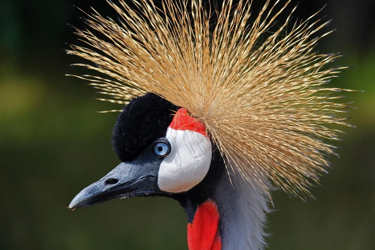 Libra (September 23 &ndash; October 22): The Crane (Image Credits: Pixabay)