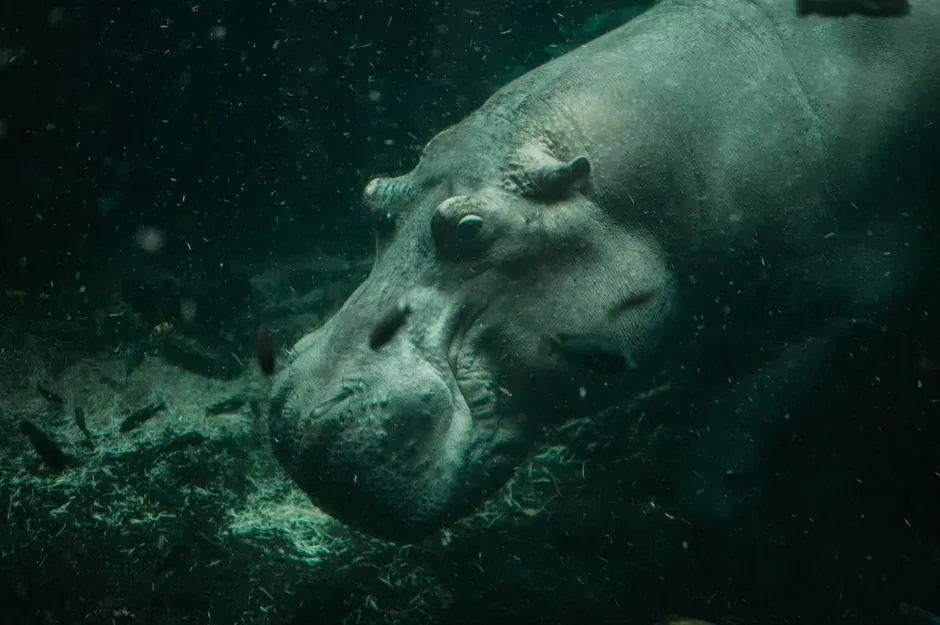 #11 - Hippos Can't Actually Swim - They Walk Underwater (Image Credits: Pexels)