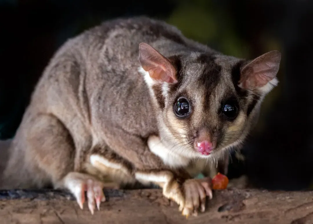 #3 – Sugar Gliders Rarely Accept New Colonies (Image Credits: Unsplash)