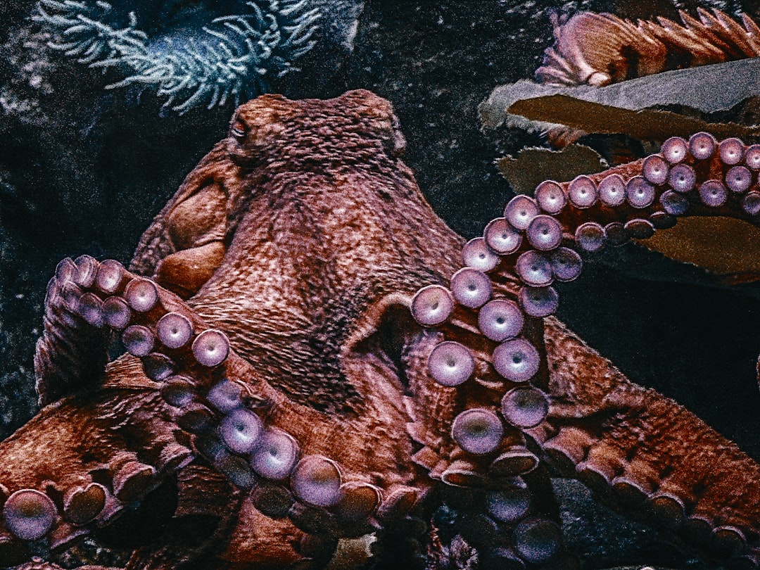 Octopuses: The Alien Geniuses of the Ocean (Image Credits: Unsplash)