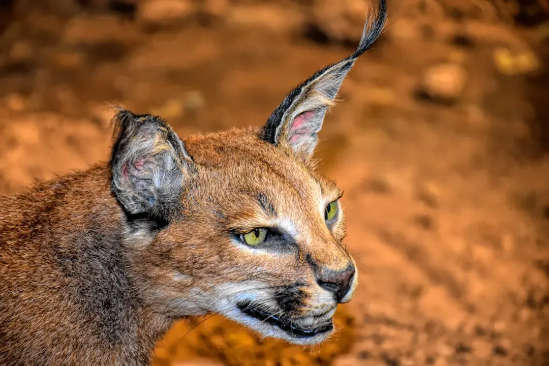 Virgo: The Caracal (Image Credits: Unsplash)