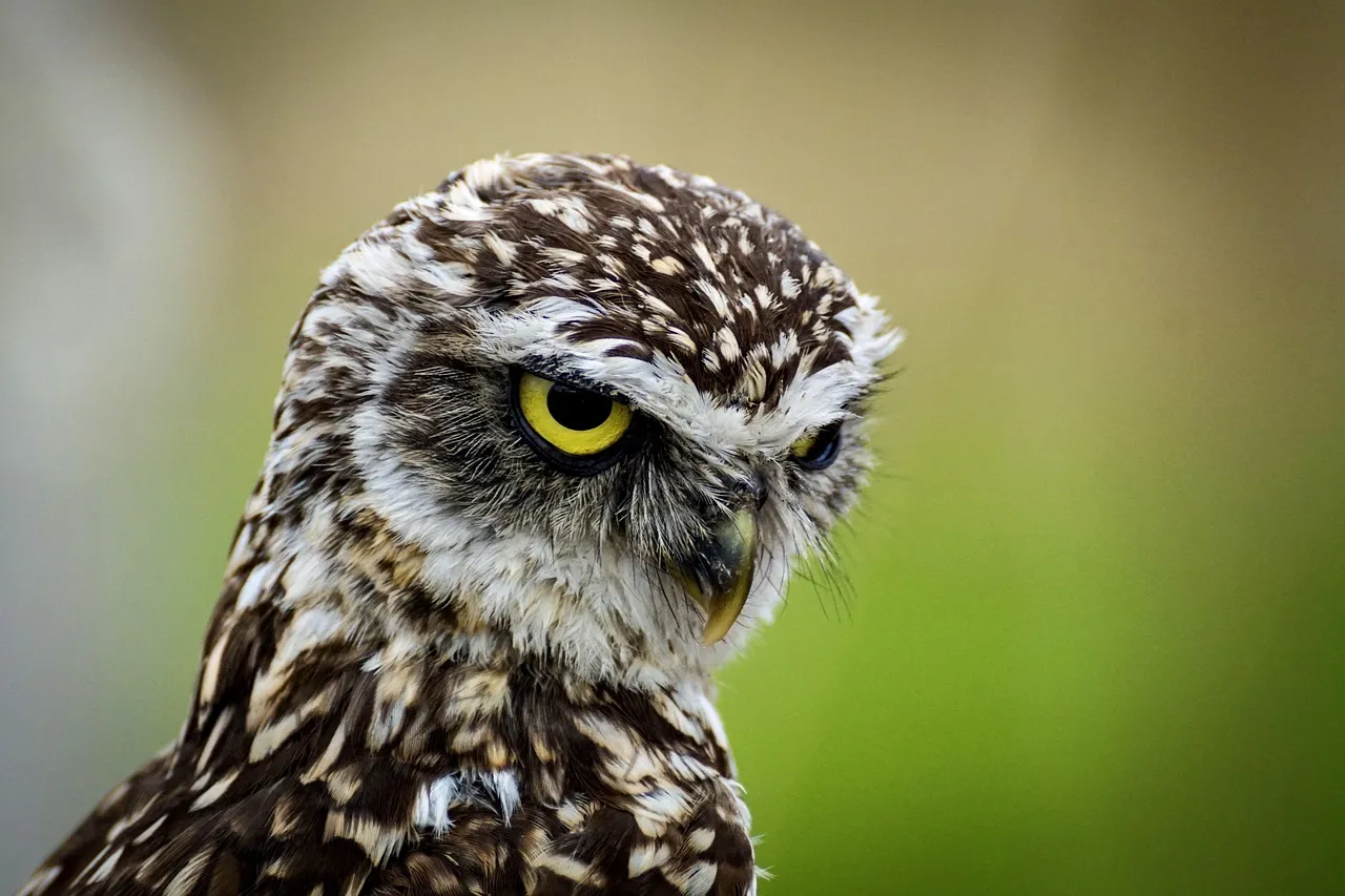 #1 - Night Watchers, Not Harbingers of Doom (Image Credits: Pixabay)