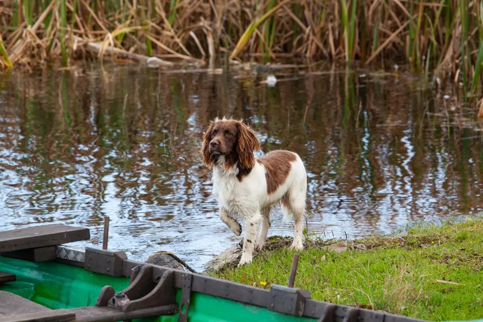#13 - Tweed Water Spaniel (Image Credits: Pexels)