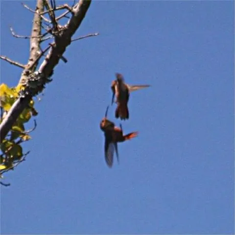 #10 - Aerial Sword Fights Over a Single Flower (By Brocken Inaglory, CC BY-SA 3.0)