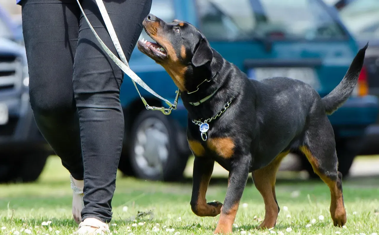 5. Rottweiler & Gentle With One, Guarded With Many (Image Credits: Pixabay)