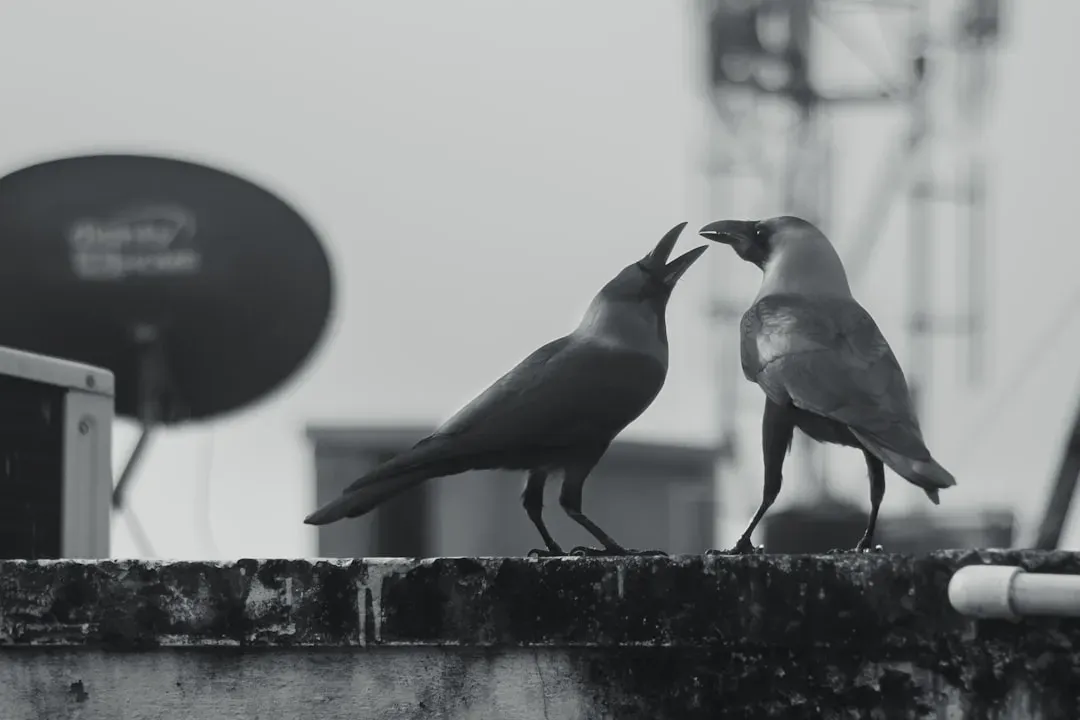 Everyday Interactions with Clever Crows (Image Credits: Unsplash)