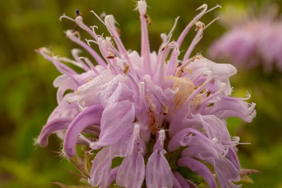 3. Wild Bergamot (Monarda fistulosa): The Bug Buffet Anchor (Image Credits: Pexels)