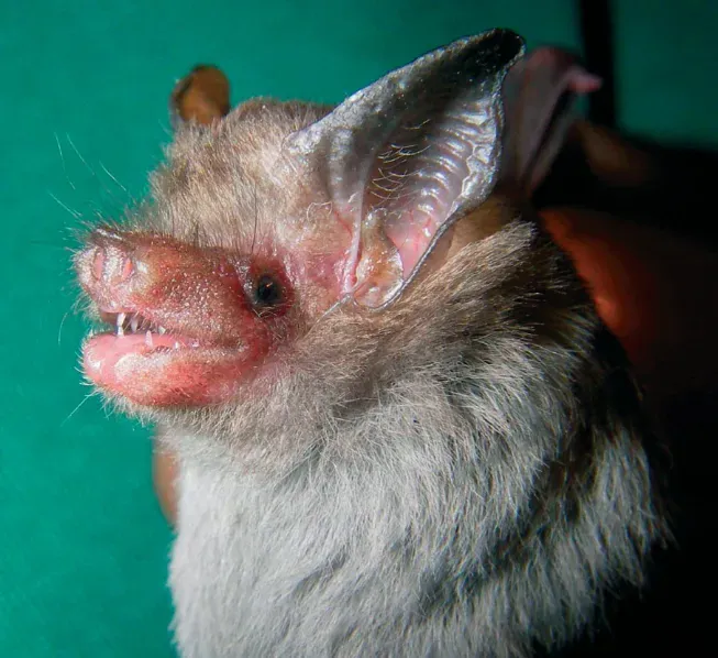 Capricorn: Bumblebee Bat (Image Credits: Wikimedia)