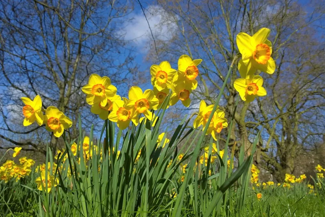4. Daffodils: Classic Spring Color with Built-In Defense (Image Credits: Unsplash)