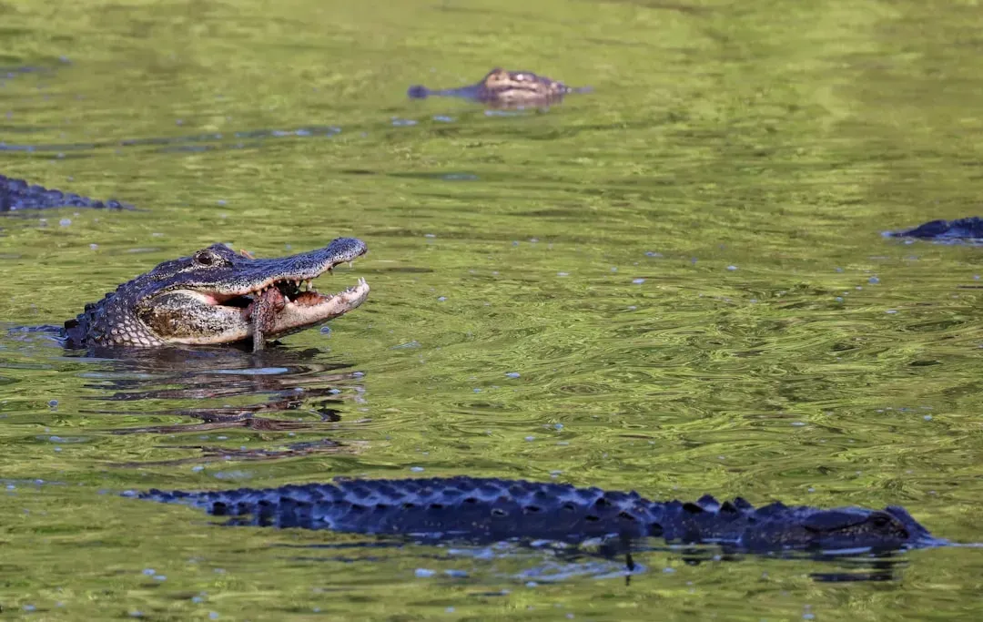 The American Alligator: A Conservation Legend (Image Credits: Unsplash)