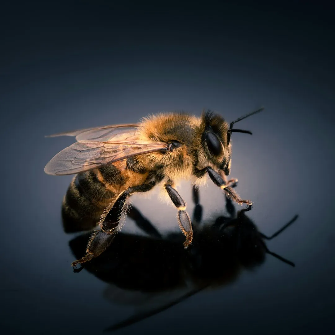 Bees Are Not Little Robots: Inside Their Surprisingly Smart Brains (Image Credits: Unsplash)