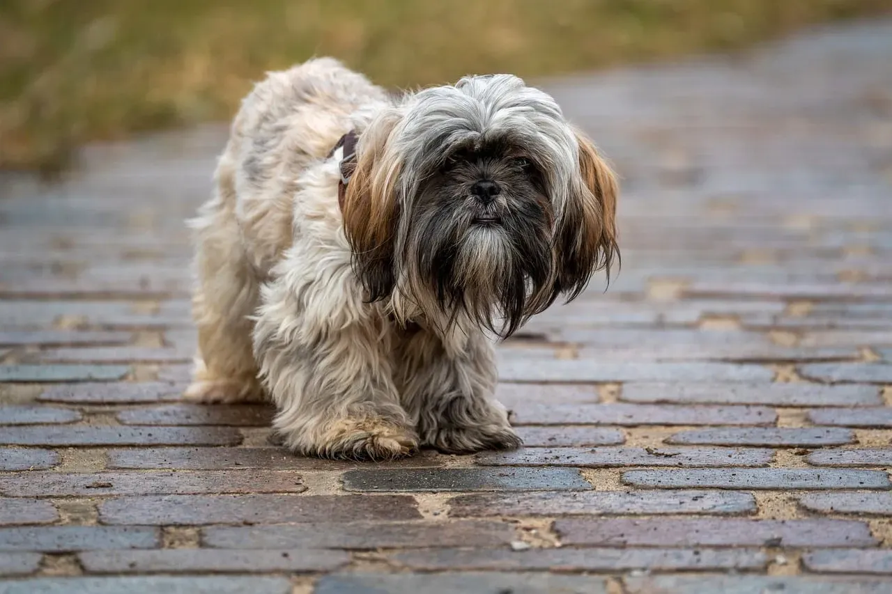 #6. Shih Tzu (Image Credits: Pixabay)