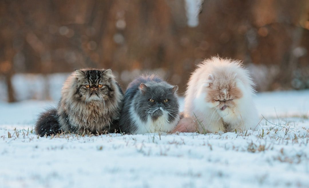Persian Cats (Image Credits: Unsplash)