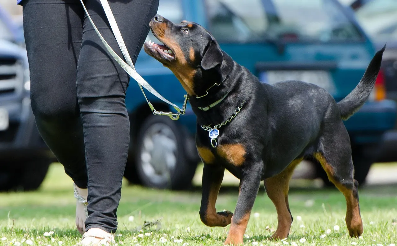 Rottweiler (Image Credits: Pixabay)