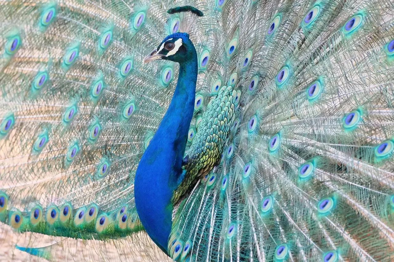 Leo: The Peacock (Image Credits: Pixabay)