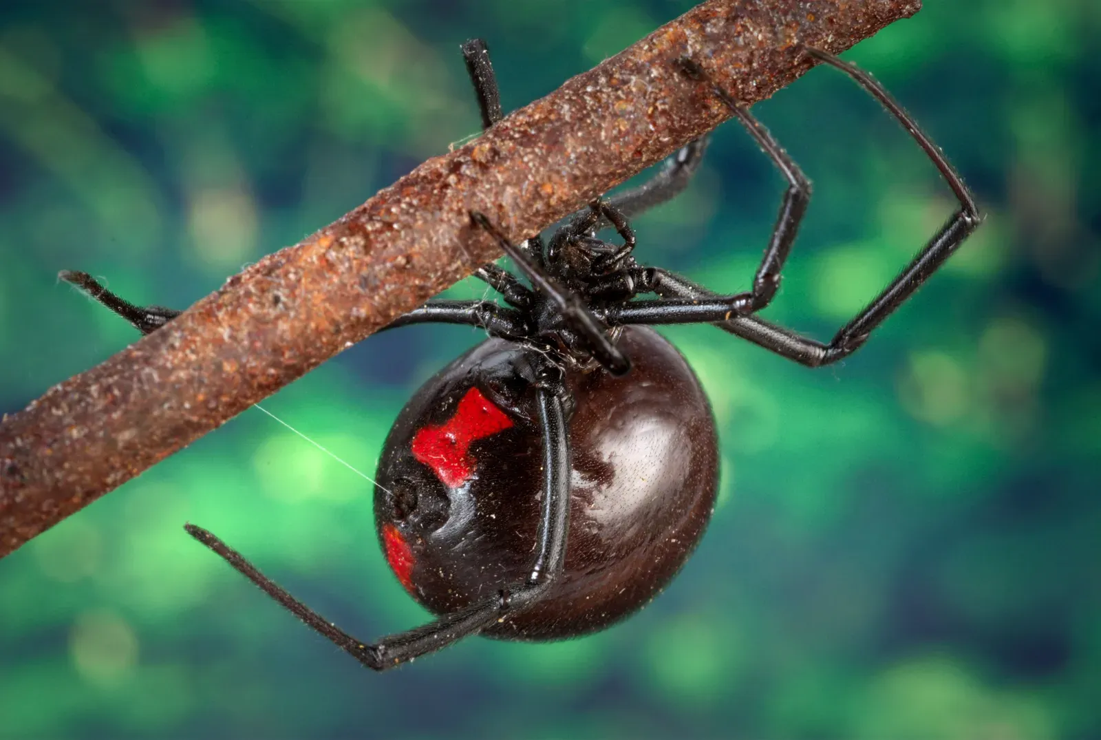 What to Do if You Suspect a Black Widow Bite (Image Credits: Wikimedia)