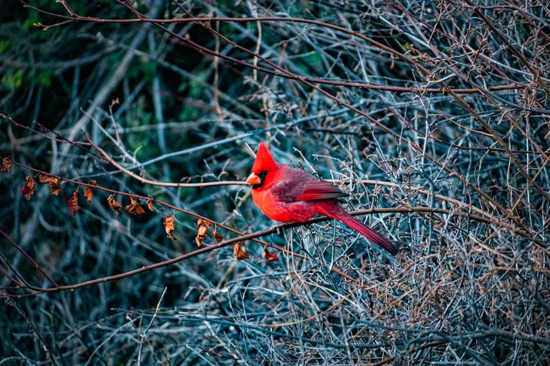 They Seek Denser Cover During Daylight Hours (Image Credits: Unsplash)