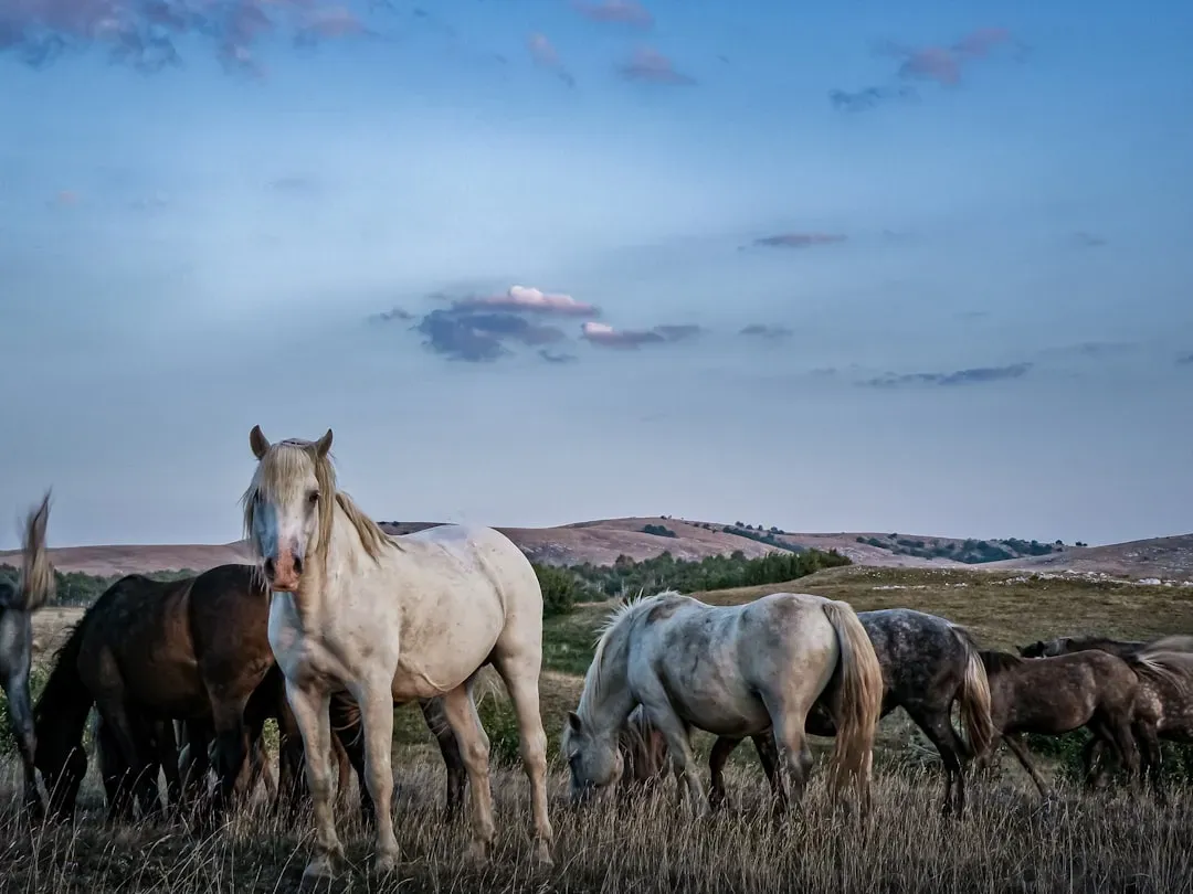 #15 – Mustang (Image Credits: Unsplash)