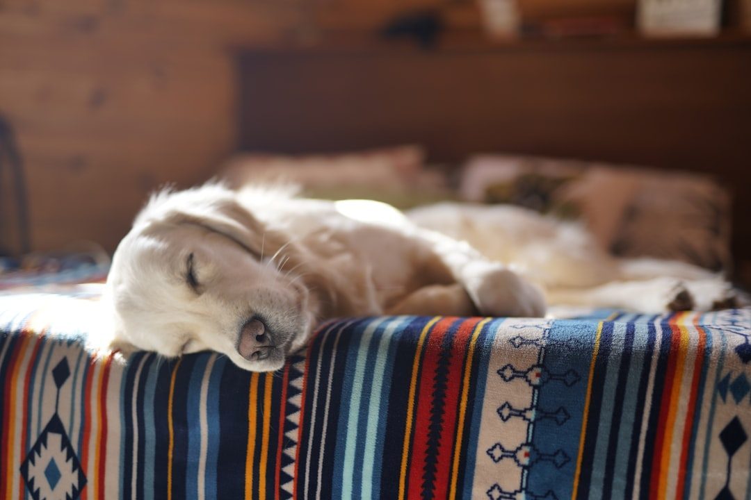 The Science Behind Canine Sleep Cycles (Image Credits: Unsplash)