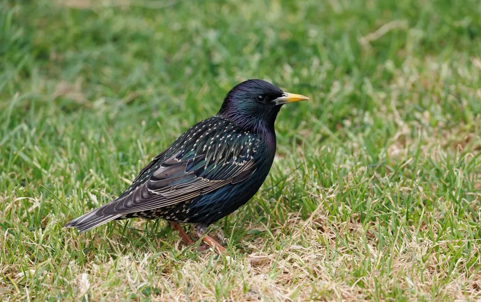 10. European Starling – The Shiny Invasion (Image Credits: Pexels)