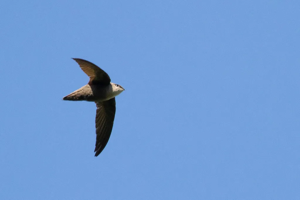 #5 - Chimney Swifts: The Vanishing Arrows Over Rooflines (atlnature, Flickr, CC BY 2.0)