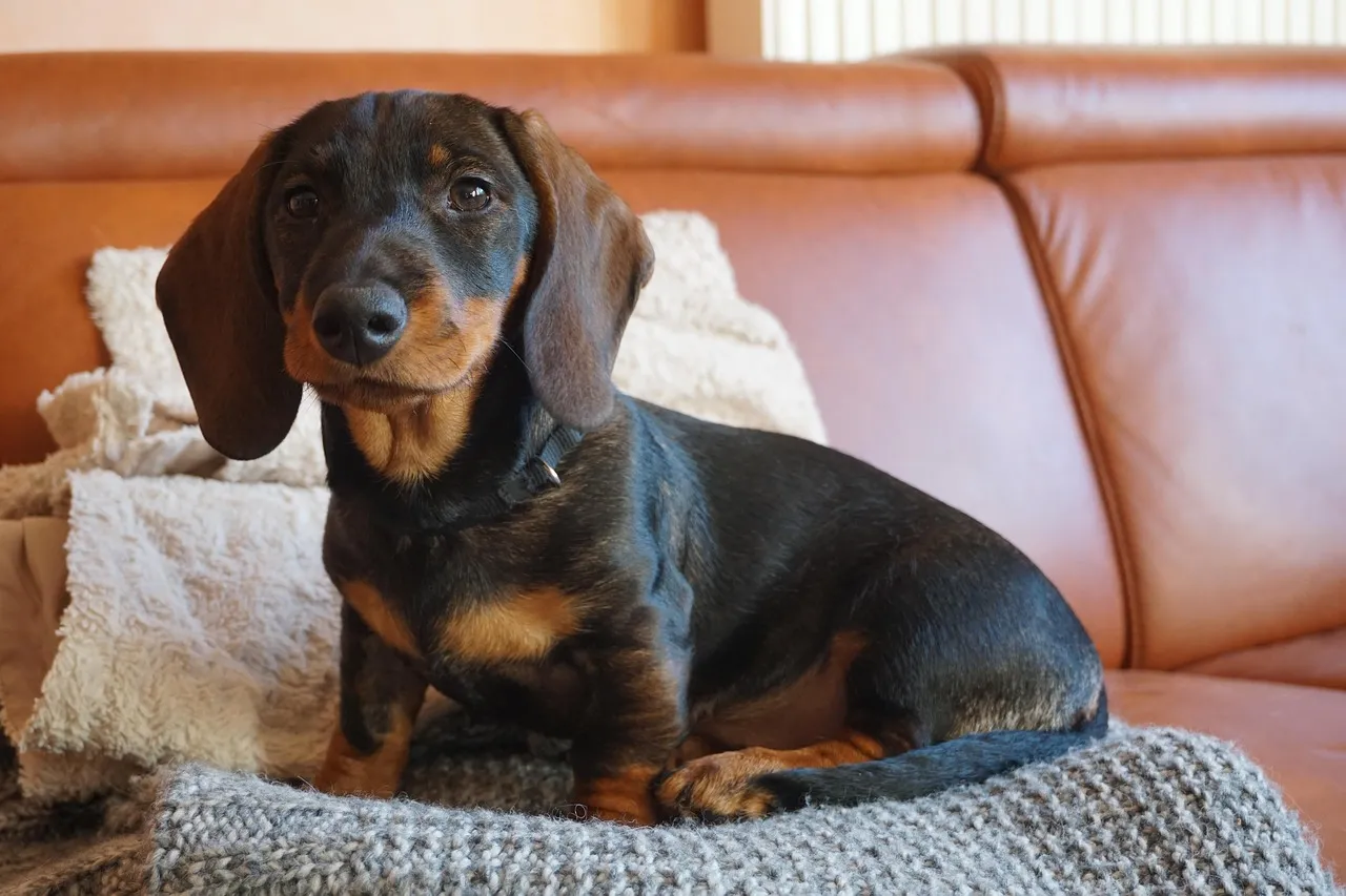 #8 - Dachshund: The Sausage Dog Who Owns the Sofa (Image Credits: Pixabay)