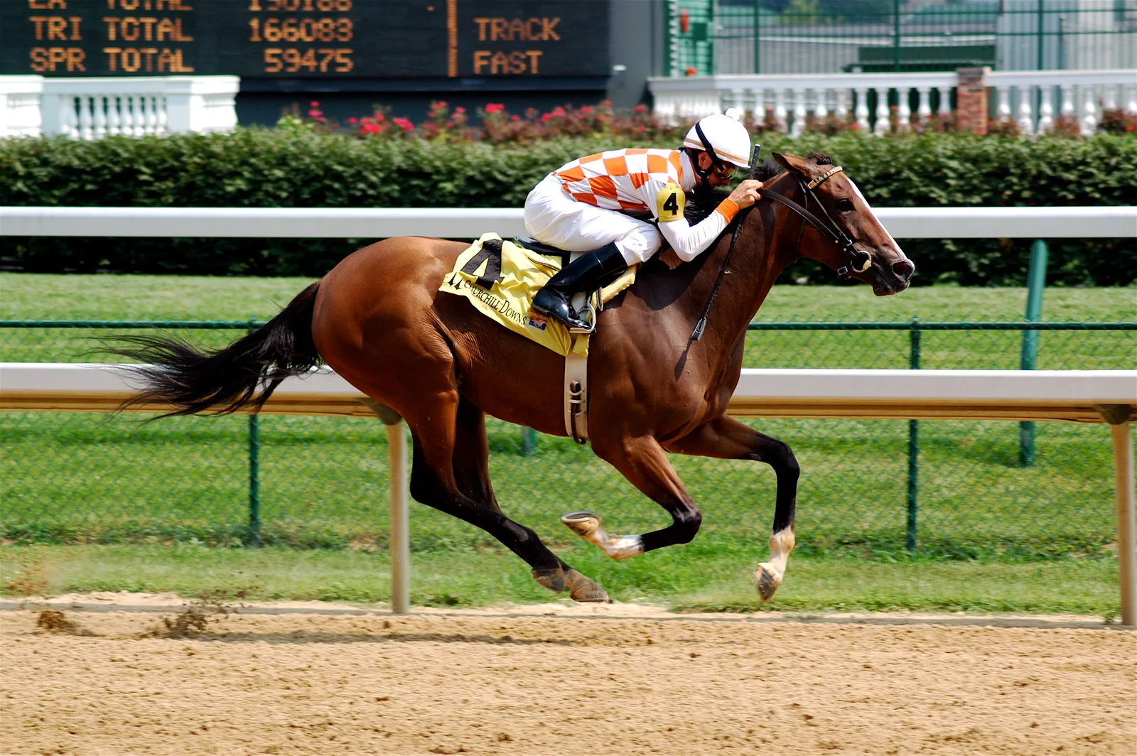 1. Thoroughbreds: Brilliant, Sensitive, and Wired Like Race Cars (Flickr here and here, CC BY-SA 2.0)