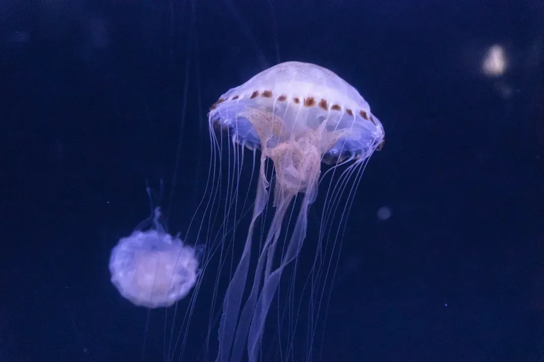 3. Box Jellyfish (Image Credits: Unsplash)
