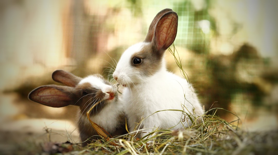 Rabbits - The Gentle Empaths (Image Credits: Unsplash)