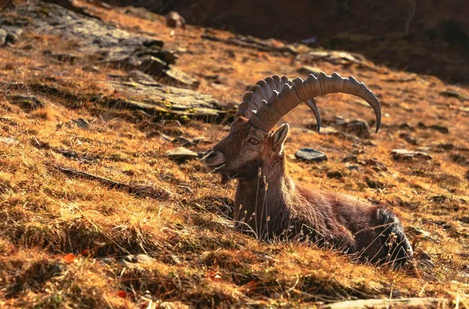 Capricorn Builds On The Strength Of Earth (Image Credits: Pexels)