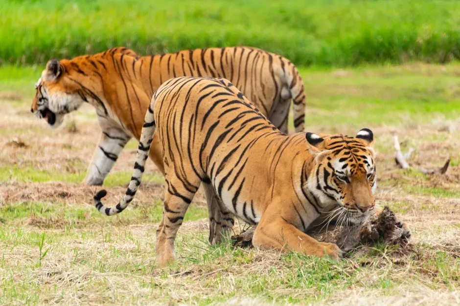 Myth 12: Tigers Have Poor Hunting Success Rates (Image Credits: Pexels)